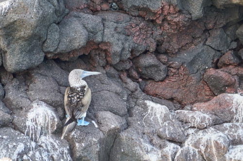 Ein Blaufußtölpel, North Seymour, Galápagos, Ecuador 2019