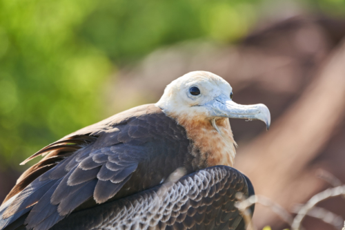 Fregattvogel, Galápagos Landleguan, North Seymour, Galápagos, Ecuador 2019
