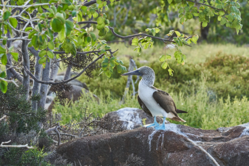 Blaufußtölpel, North Seymour, Galápagos, Ecuador 2019