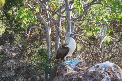 Blaufußtölpel, North Seymour, Galápagos, Ecuador 2019