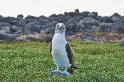 Was guckst du denn so? Blaufußtölpel, North Seymour, Galápagos, Ecuador 2019