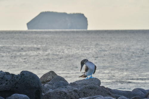 immer noch ein Blaufußtölpel, North Seymour, Galápagos, Ecuador 2019