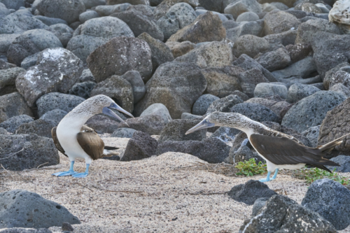Balzende Blaufußtölpel, North Seymour, Galápagos, Ecuador 2019