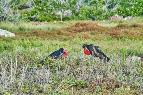 Konkurrierende Fregattvogelmännchen, North Seymour, Galápagos, Ecuador 2019