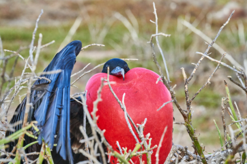 Ziemlich aufgeplustert, Fregattvogel, North Seymour, Galápagos, Ecuador 2019