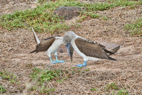 Ey, deine Füße sind ganz blau, Blaufußtölpel, North Seymour, Galápagos, Ecuador 2019