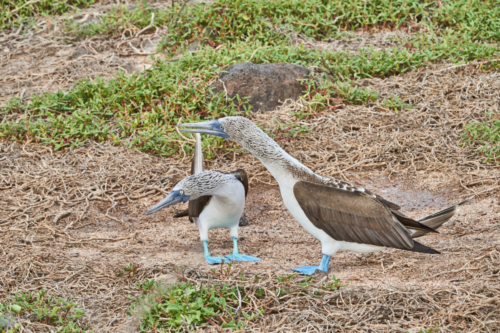 Das kann doch gar nicht, Blaufußtölpel, North Seymour, Galápagos, Ecuador 2019