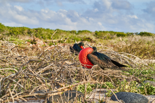 Sieht immer wieder merkwürdig aus, Fregattvogel, North Seymour, Galápagos, Ecuador 2019