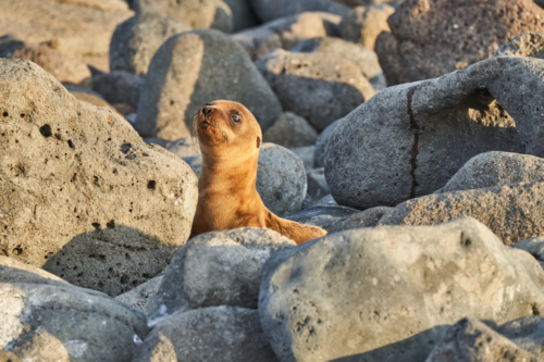 Hast du meine Mama gesehen? Kleiner Seelöwe, North Seymour, Galápagos, Ecuador 2019