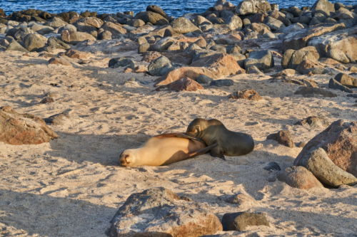 Der hat seine Mutti bereits gefunden, säugender Seelöwe, North Seymour, Galápagos, Ecuador 2019