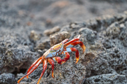 Sally lightfoot Krabbe, North Seymour, Galápagos, Ecuador 2019