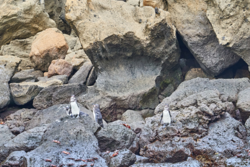 Pinguine auf Bartolomé, Galápagos, Ecuador 2019