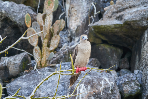 Rotfußtölpel, Genovesa, Galápagos, Ecuador 2019