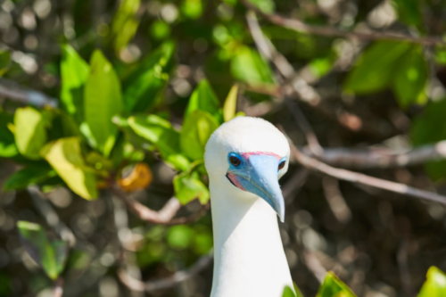 Rotfußtölpel mit weißem Gefieder, Genovesa, Galápagos, Ecuador 2019