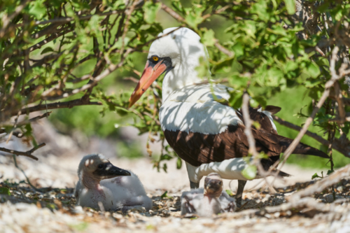 Der Stärkere schmeißt den Schwächeren aus dem Nest, Genovesa, Galápagos, Ecuador 2019