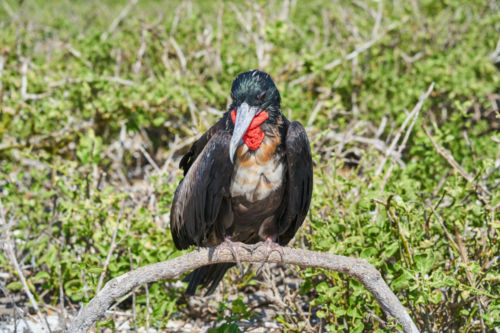 Leicht bunter Fregattvogel, Genovesa, Galápagos, Ecuador 2019