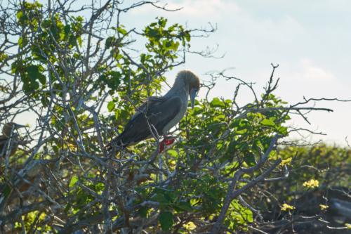 Rotfußtölpel, Genovesa, Galápagos, Ecuador 2019