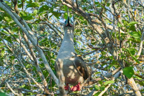 Alles im Blick, Rotfußtölpel, Genovesa, Galápagos, Ecuador 2019