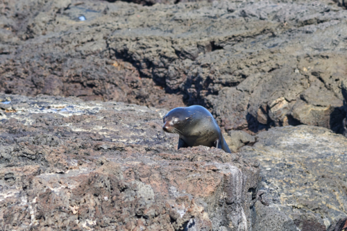 Seebär im Anmarsch, Santiago, Galápagos, Ecuador 2019