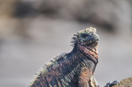 Das wesen aus der Urzeit, Santiago, Galápagos, Ecuador 2019