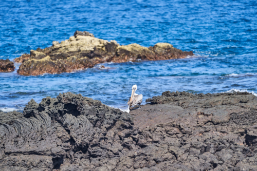Pelikan, Santiago, Galápagos, Ecuador 2019