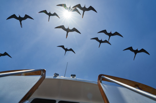 Fregattvögel in Geschwaderformation, Santiago, Galápagos, Ecuador 2019