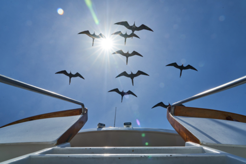 Fregattvögel in Geschwaderformation, Santiago, Galápagos, Ecuador 2019