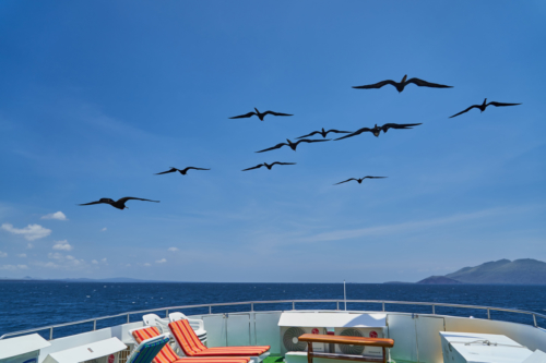 Die Fregattvögel schweben scheinbar schwerelos über dem Boot, Santiago, Galápagos, Ecuador 2019