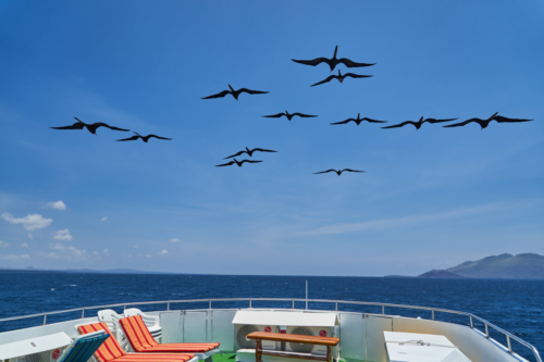 Die Fregattvögel schweben scheinbar schwerelos über dem Boot, Santiago, Galápagos, Ecuador 2019