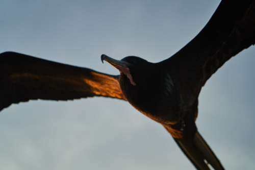 Fregattvogel im Abendrot, Santiago, Galápagos, Ecuador 2019