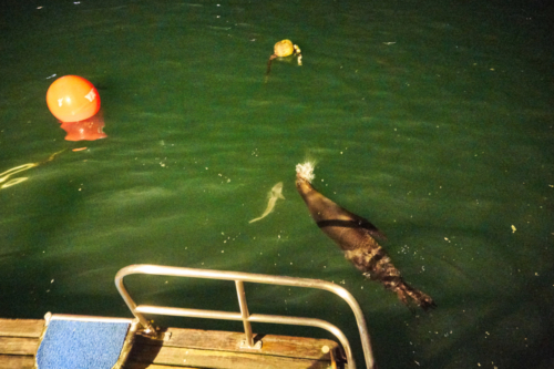 Haie und Seelöwen am Boot, Rabida, Galápagos, Ecuador 2019