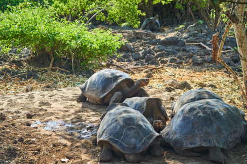 Nachzucht der berühmten Schildkröten, Charles Darwin Station, Santa Cruz, Galápagos, Ecuador 2019