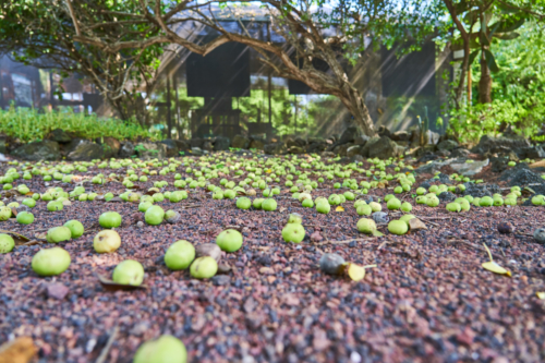Vorsicht! Poison Apple, Charles Darwin Station, Santa Cruz, Galápagos, Ecuador 2019