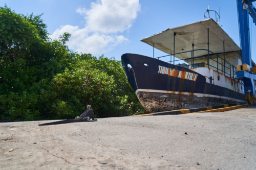 Echse auf Landgang, Charles Darwin Station, Santa Cruz, Galápagos, Ecuador 2019