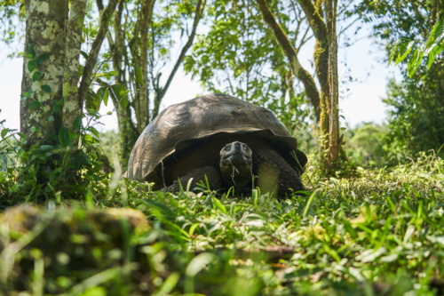 Galápagos Schildkröte im Hochland von Santa Cruz, Galápagos, Ecuador 2019