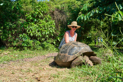 Galápagos Schildkröte und Touri im Hochland von Santa Cruz, Galápagos, Ecuador 2019