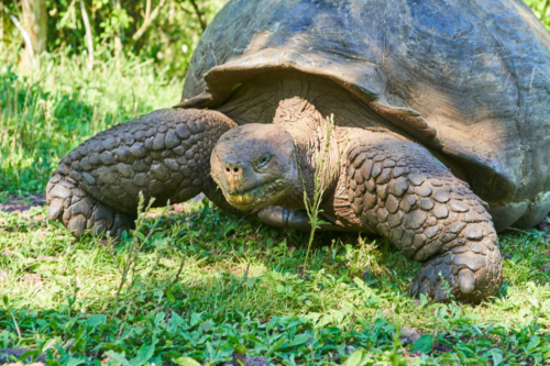 Galápagos Schildkröte im Hochland von Santa Cruz, Galápagos, Ecuador 2019