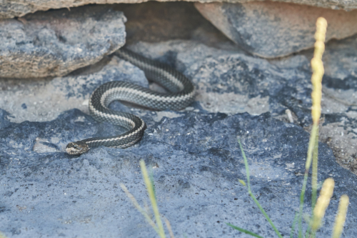Schlangen gibt's hier auch, Española, Galápagos, Ecuador 2019