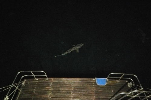 Nachts wieder Haie am Boot, Española, Galápagos, Ecuador 2019