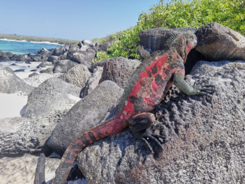 Das ist mal leuchtend Rot, Española, Galápagos, Ecuador 2019