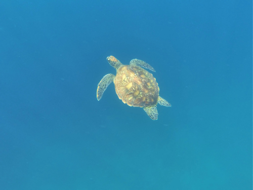 Meeresschildkröte vor Rabida, Galápagos, Ecuador 2019