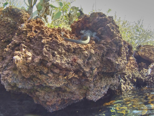 Meeresechsen vor Rabida, Galápagos, Ecuador 2019