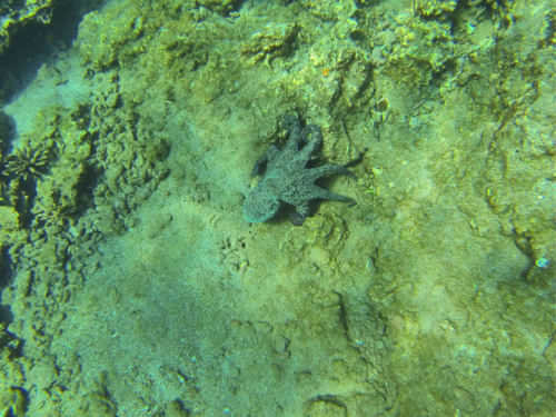 Oktopuss beim Schnorcheln vor Rabida, Galápagos, Ecuador 2019
