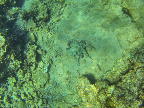 Oktopuss beim Schnorcheln vor Rabida, Galápagos, Ecuador 2019